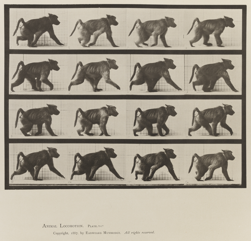 Animal Locomotion, Volume XI, Wild Animals and Birds. Plate 747