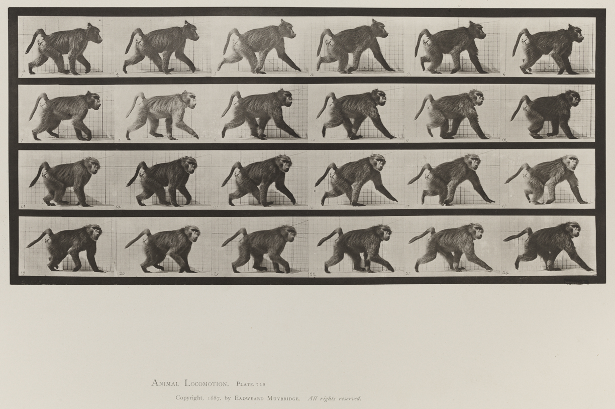 Animal Locomotion, Volume XI, Wild Animals and Birds. Plate 748