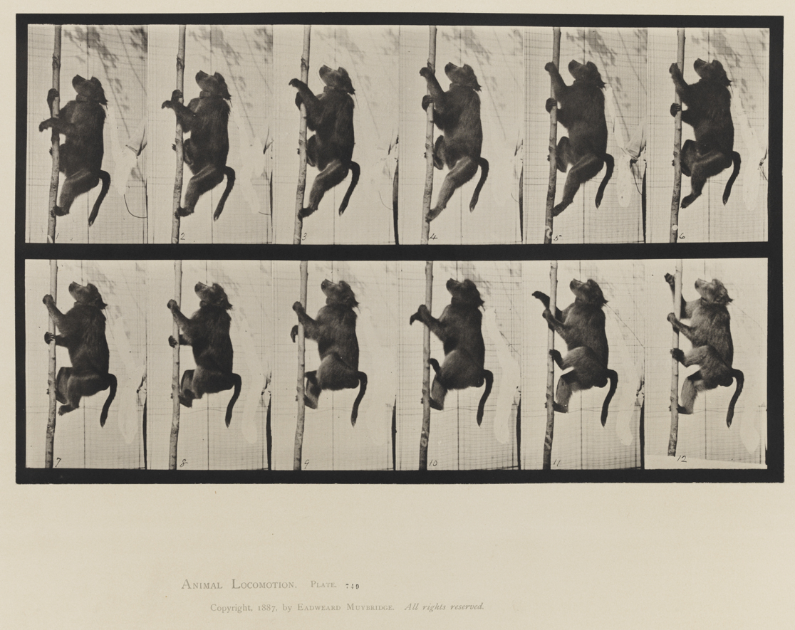 Animal Locomotion, Volume XI, Wild Animals and Birds. Plate 749