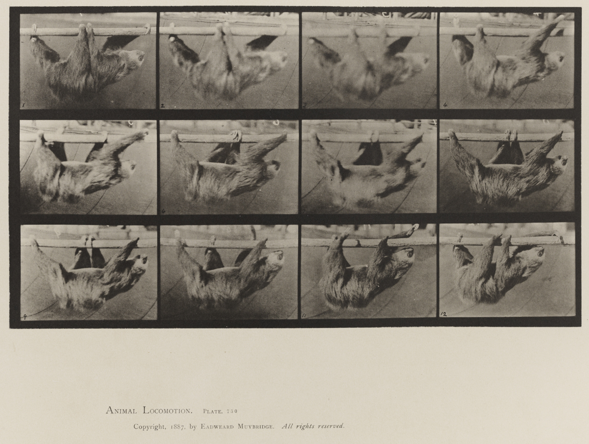 Animal Locomotion, Volume XI, Wild Animals and Birds. Plate 750