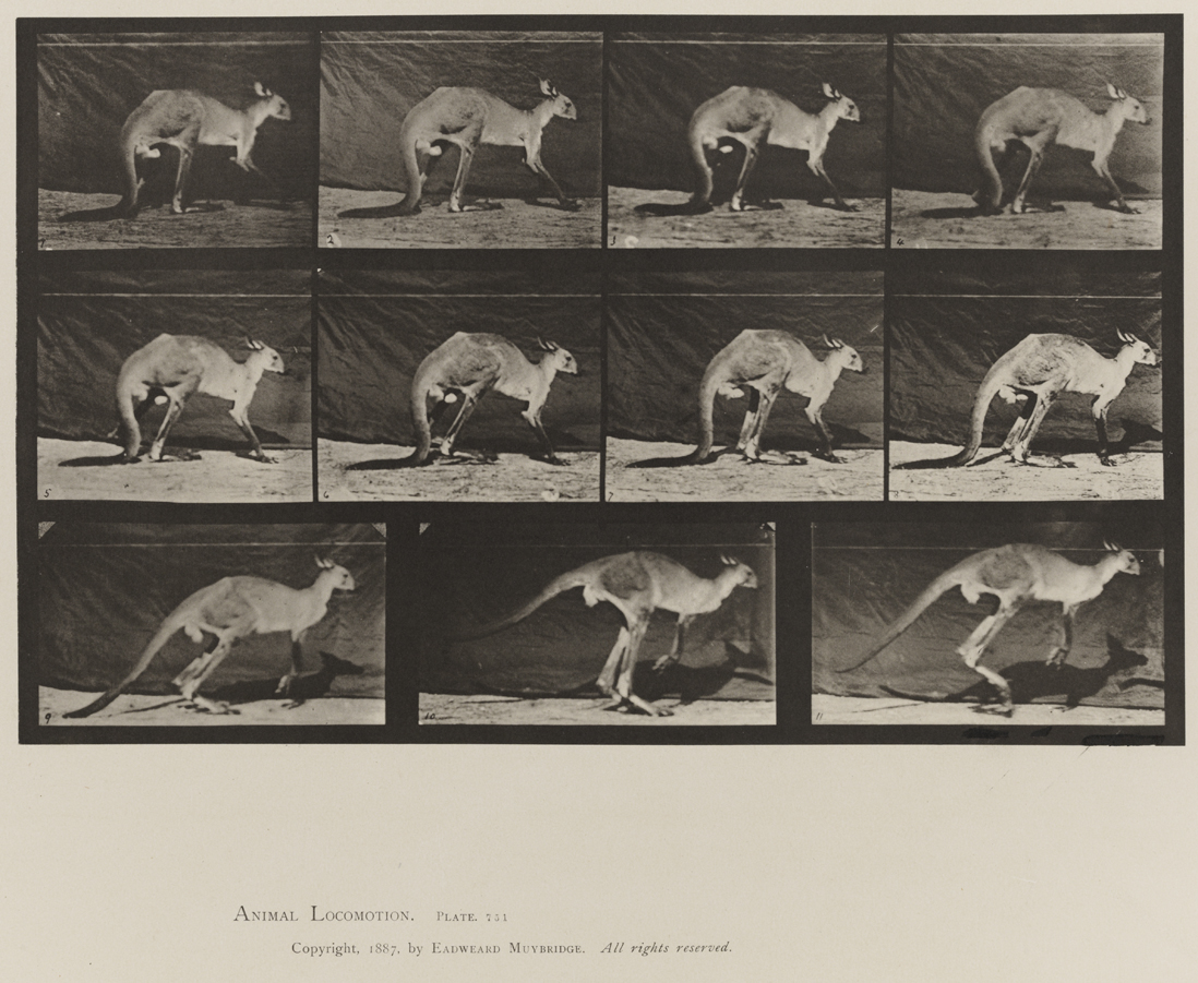 Animal Locomotion, Volume XI, Wild Animals and Birds. Plate 751