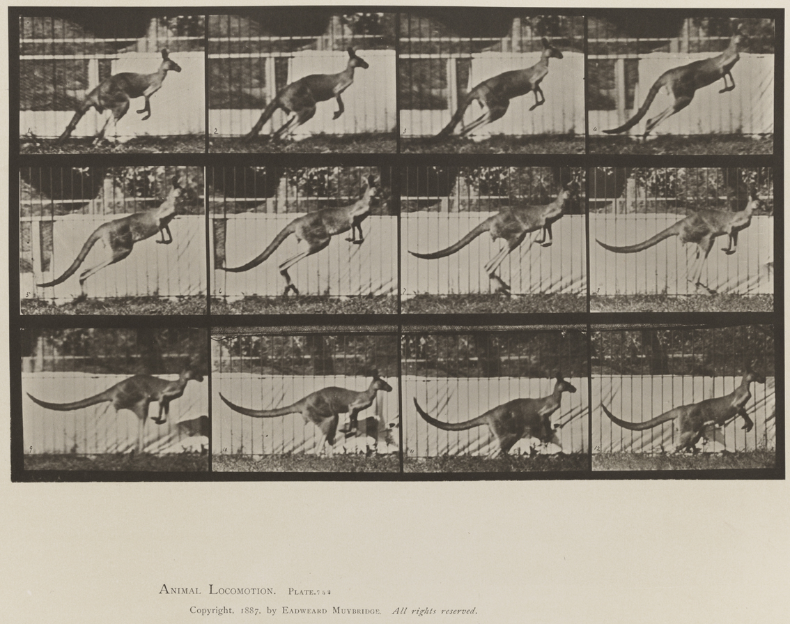 Animal Locomotion, Volume XI, Wild Animals and Birds. Plate 752