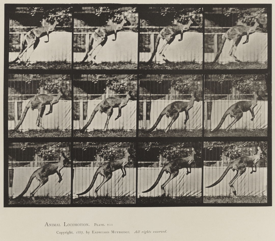 Animal Locomotion, Volume XI, Wild Animals and Birds. Plate 753
