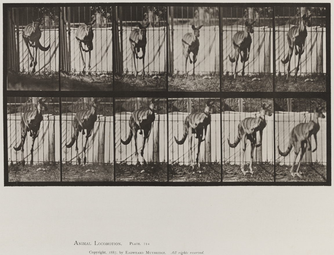 Animal Locomotion, Volume XI, Wild Animals and Birds. Plate 754