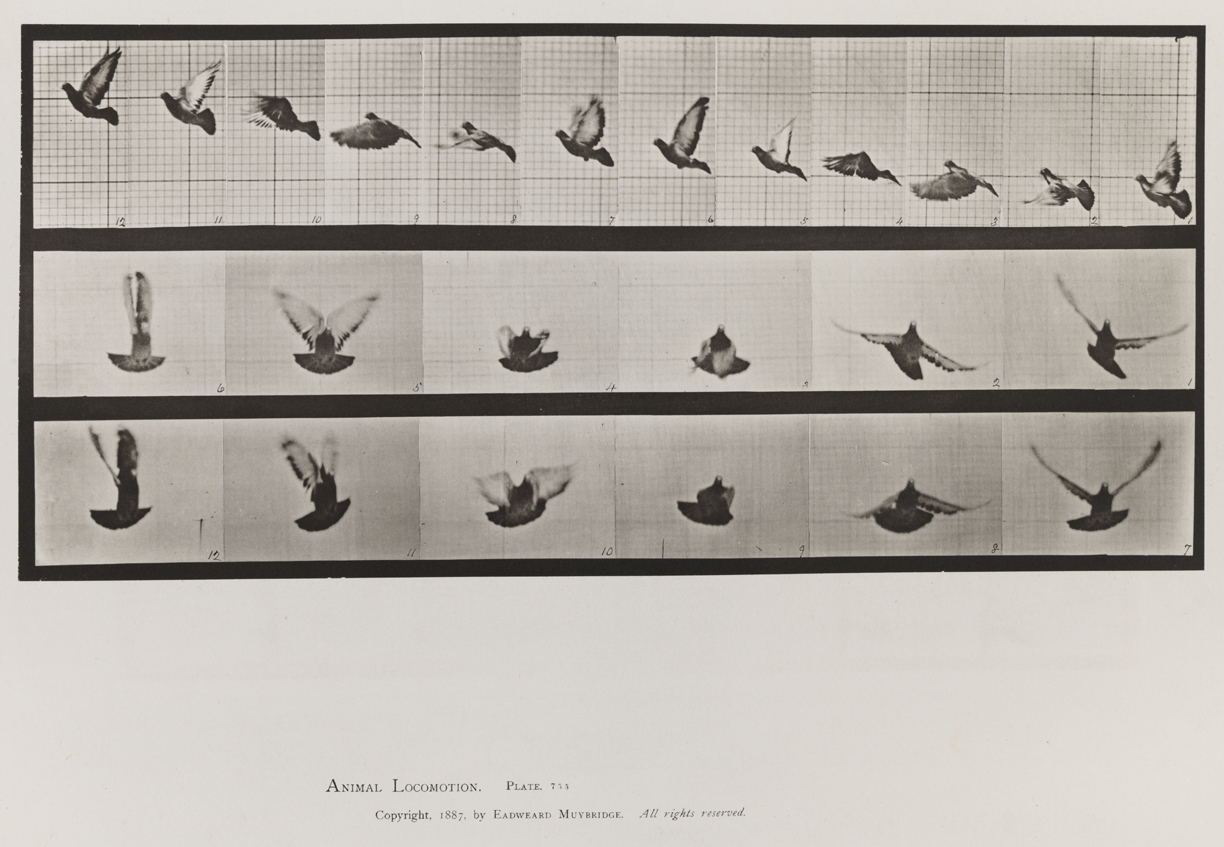 Animal Locomotion, Volume XI, Wild Animals and Birds. Plate 755