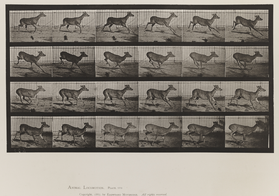 Animal Locomotion, Volume XI, Wild Animals and Birds. Plate 683