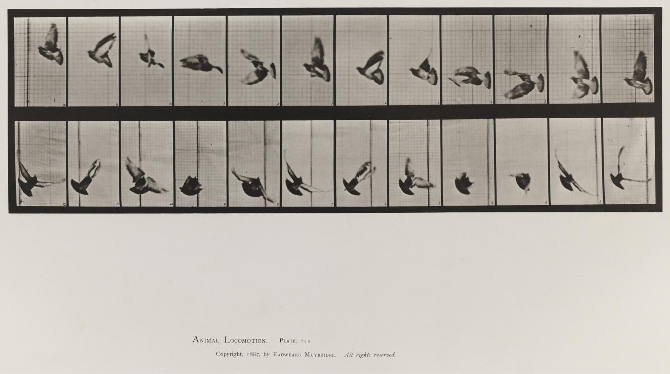 Animal Locomotion, Volume XI, Wild Animals and Birds. Plate 756