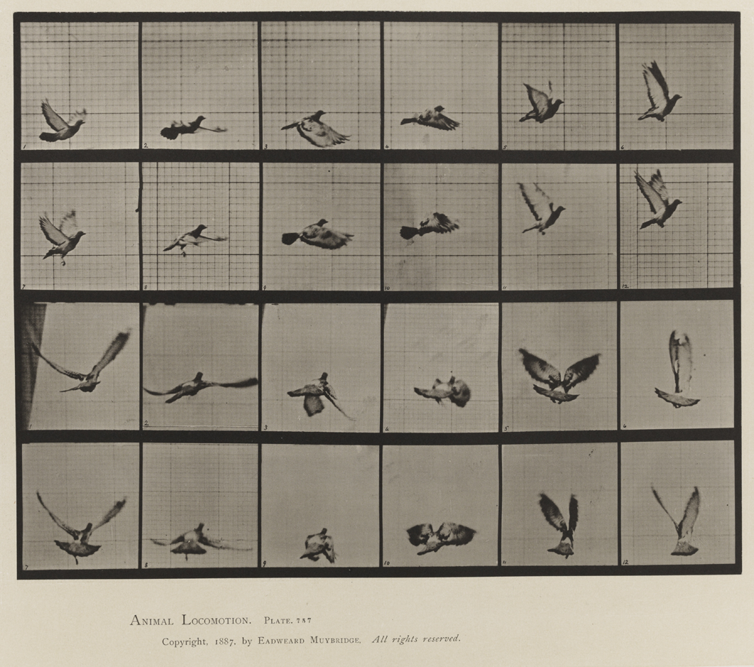 Animal Locomotion, Volume XI, Wild Animals and Birds. Plate 757