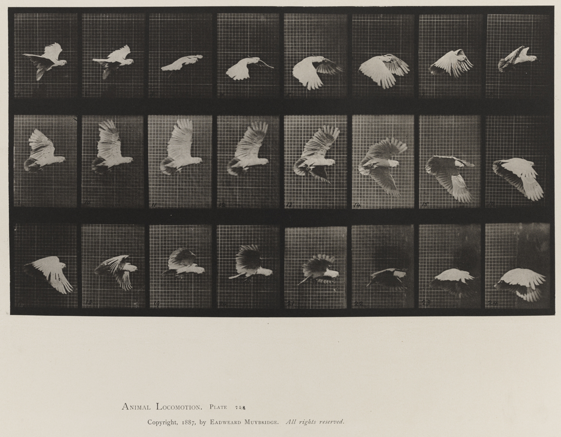 Animal Locomotion, Volume XI, Wild Animals and Birds. Plate 758
