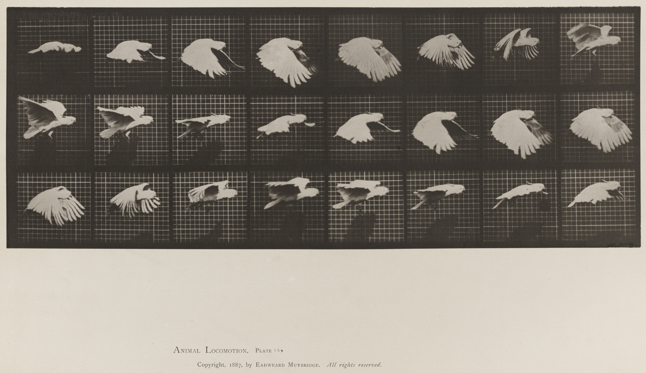 Animal Locomotion, Volume XI, Wild Animals and Birds. Plate 759