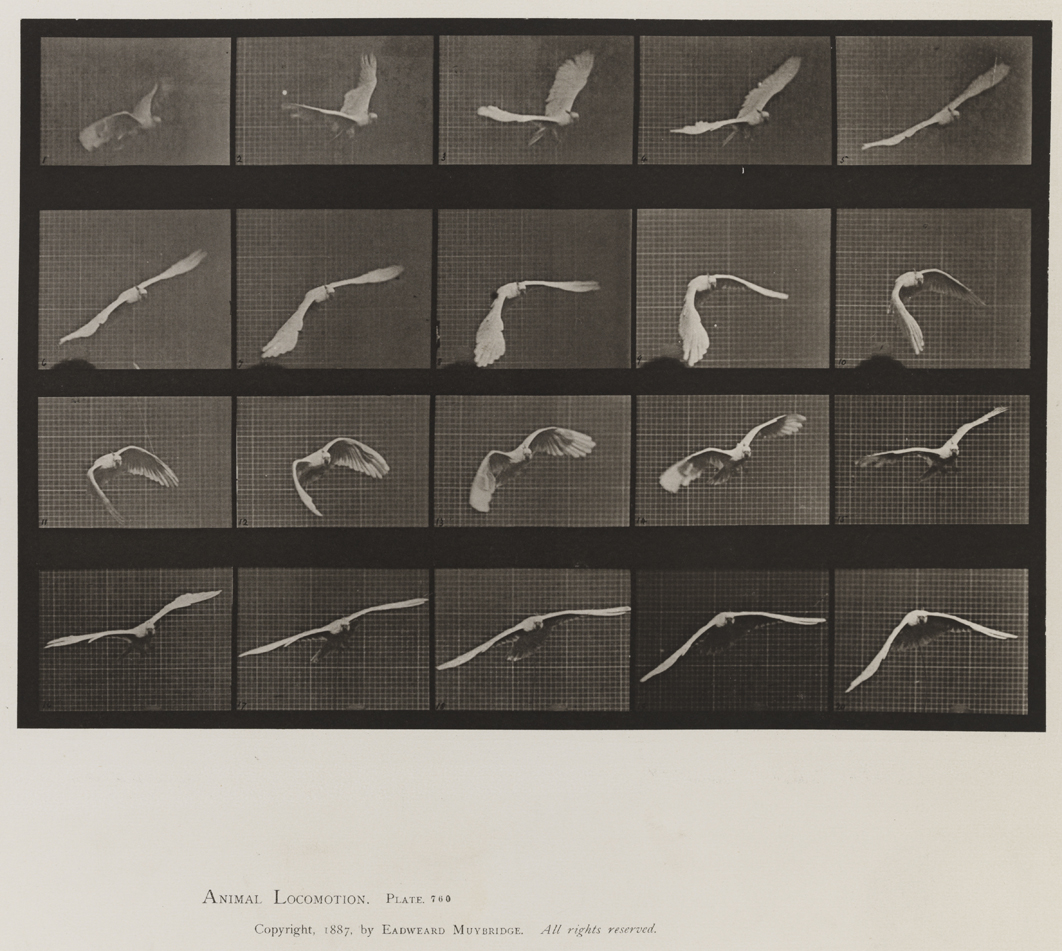 Animal Locomotion, Volume XI, Wild Animals and Birds. Plate 760