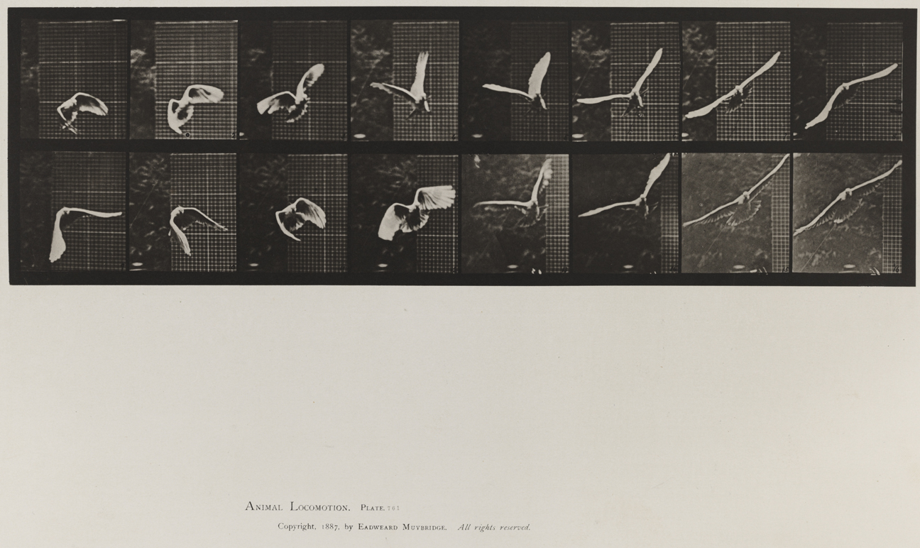 Animal Locomotion, Volume XI, Wild Animals and Birds. Plate 761