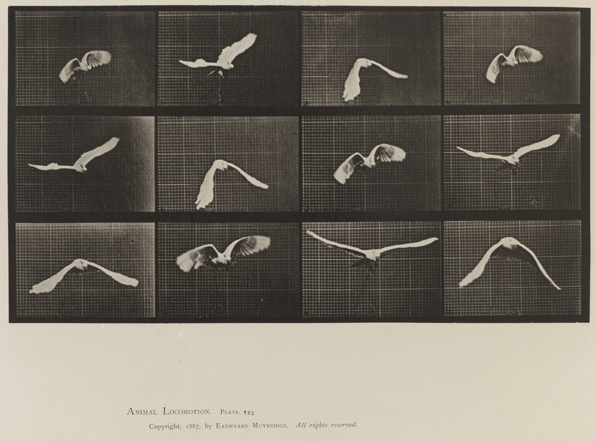 Animal Locomotion, Volume XI, Wild Animals and Birds. Plate 762