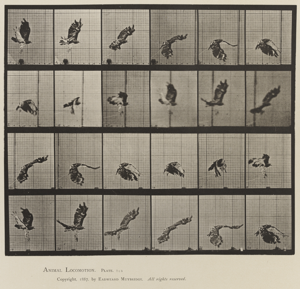 Animal Locomotion, Volume XI, Wild Animals and Birds. Plate 763
