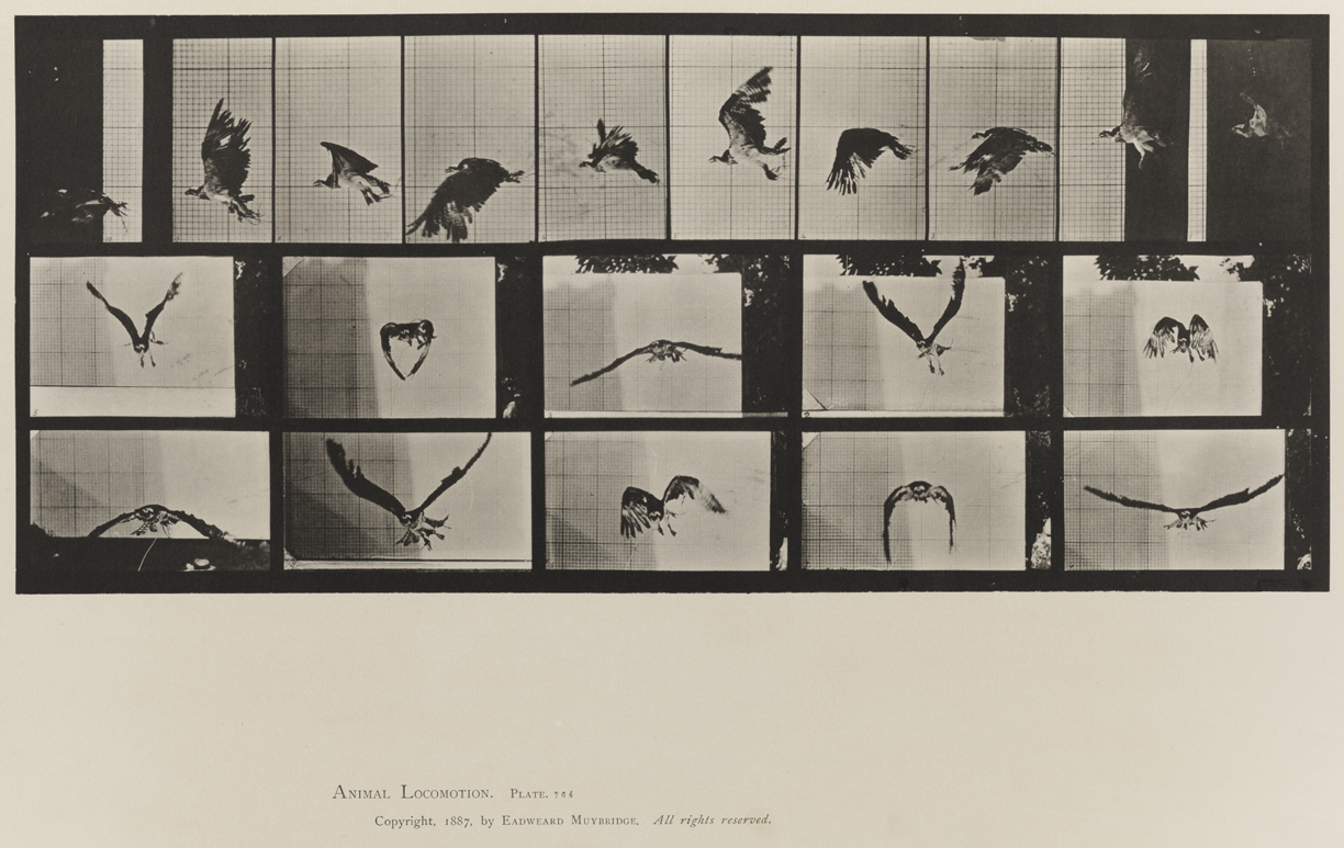 Animal Locomotion, Volume XI, Wild Animals and Birds. Plate 764