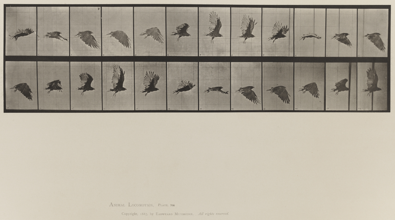 Animal Locomotion, Volume XI, Wild Animals and Birds. Plate 766