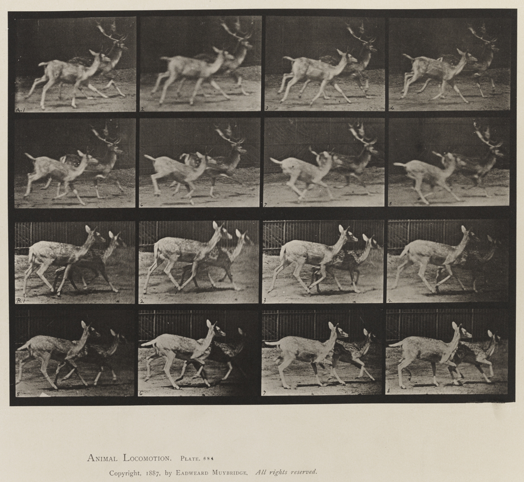 Animal Locomotion, Volume XI, Wild Animals and Birds. Plate 684