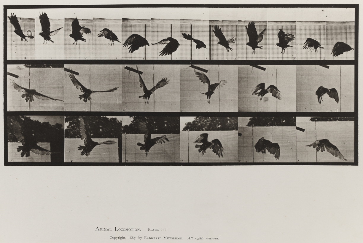 Animal Locomotion, Volume XI, Wild Animals and Birds. Plate 767