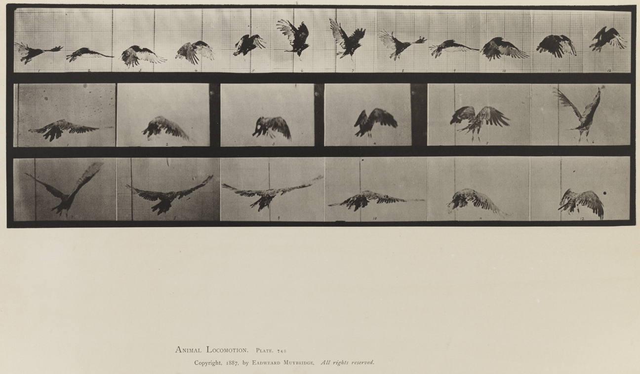 Animal Locomotion, Volume XI, Wild Animals and Birds. Plate 768