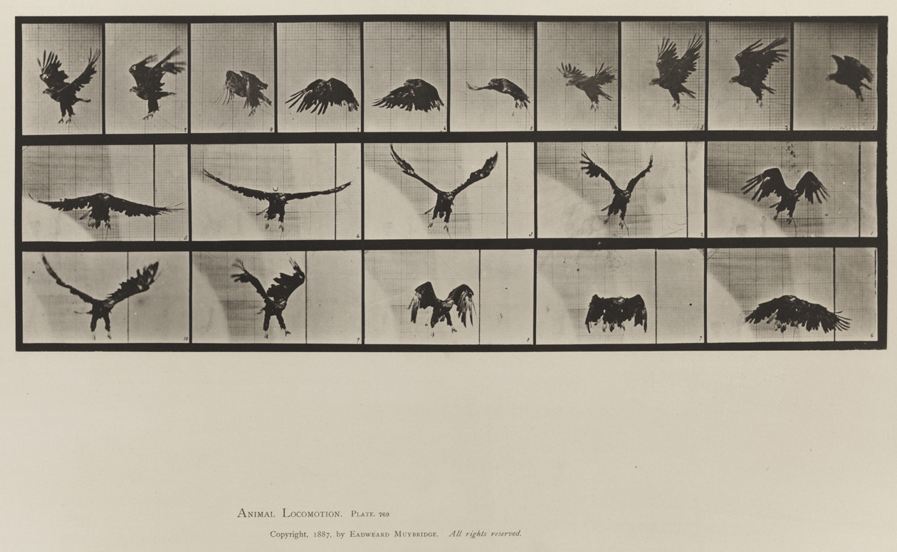 Animal Locomotion, Volume XI, Wild Animals and Birds. Plate 769