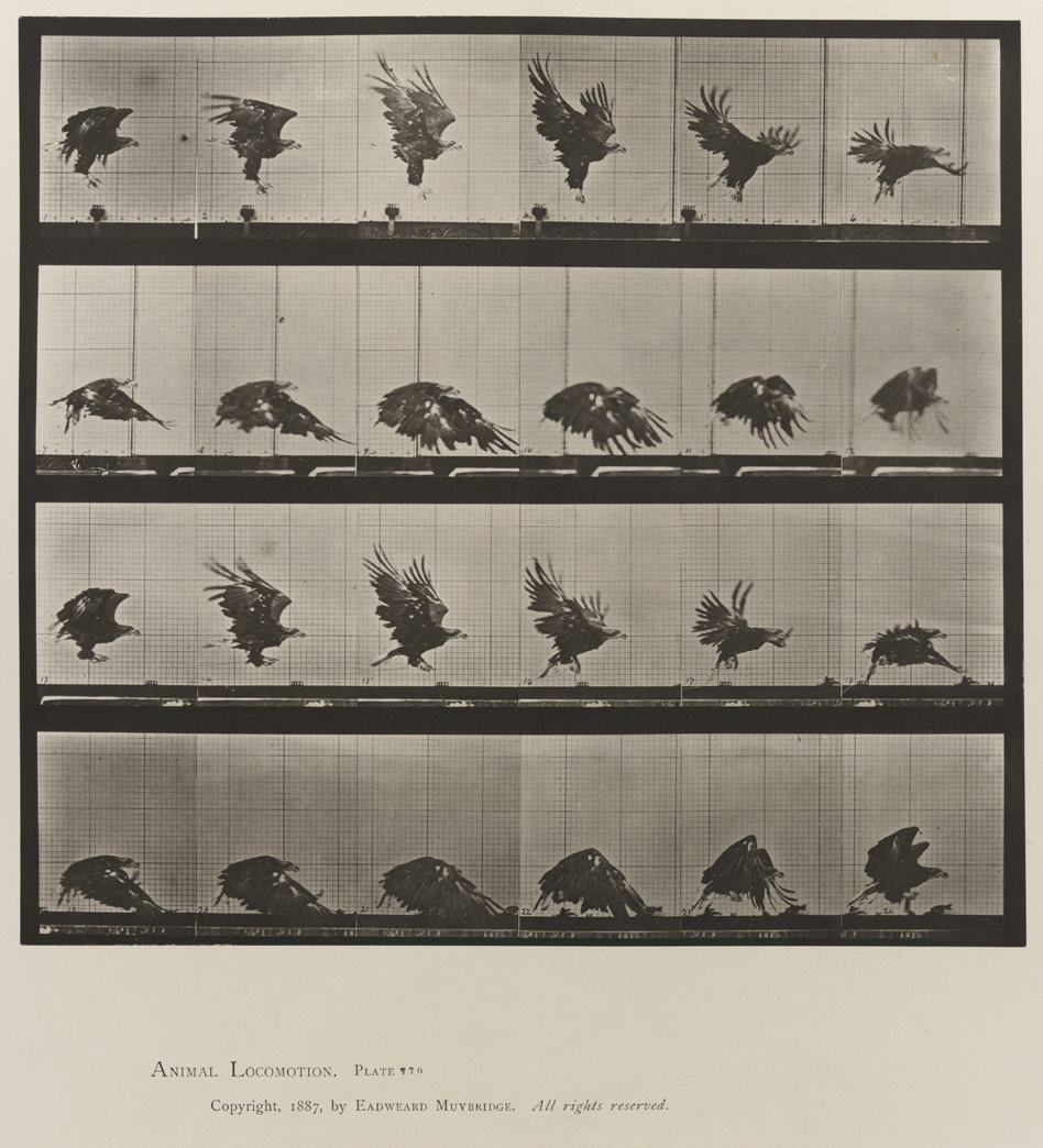 Animal Locomotion, Volume XI, Wild Animals and Birds. Plate 770
