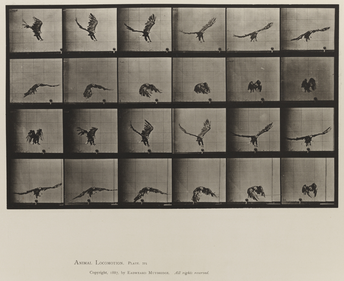 Animal Locomotion, Volume XI, Wild Animals and Birds. Plate 771