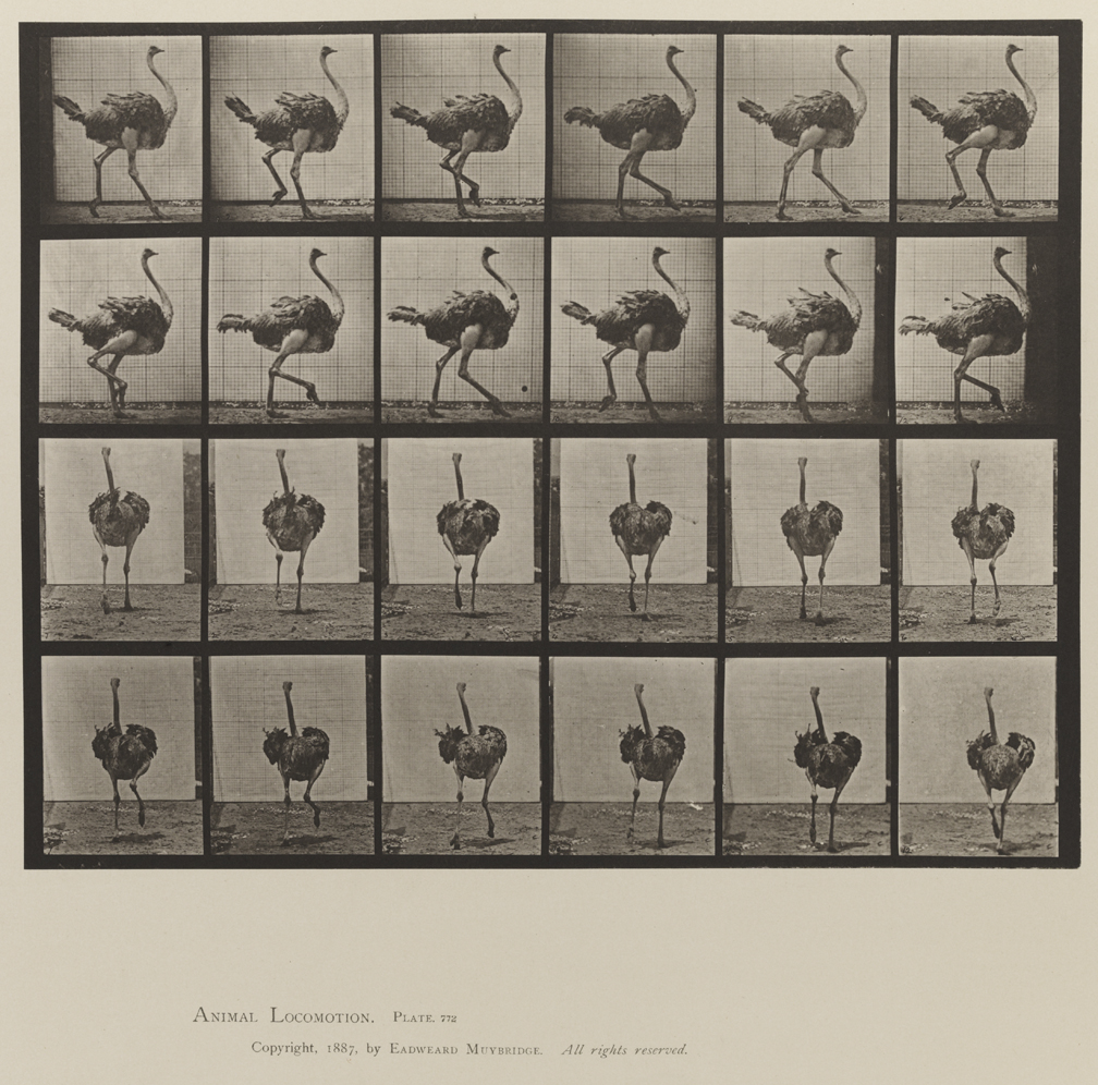 Animal Locomotion, Volume XI, Wild Animals and Birds. Plate 772