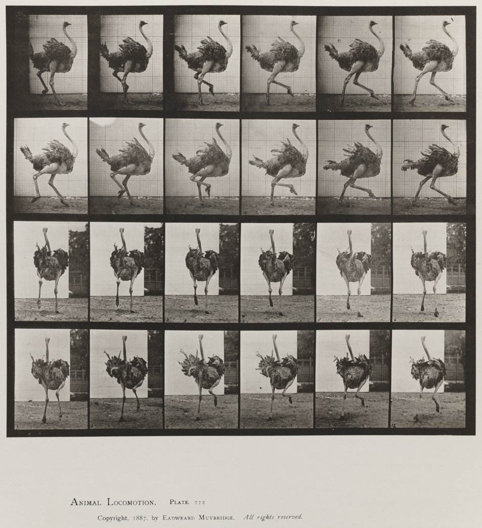 Animal Locomotion, Volume XI, Wild Animals and Birds. Plate 773