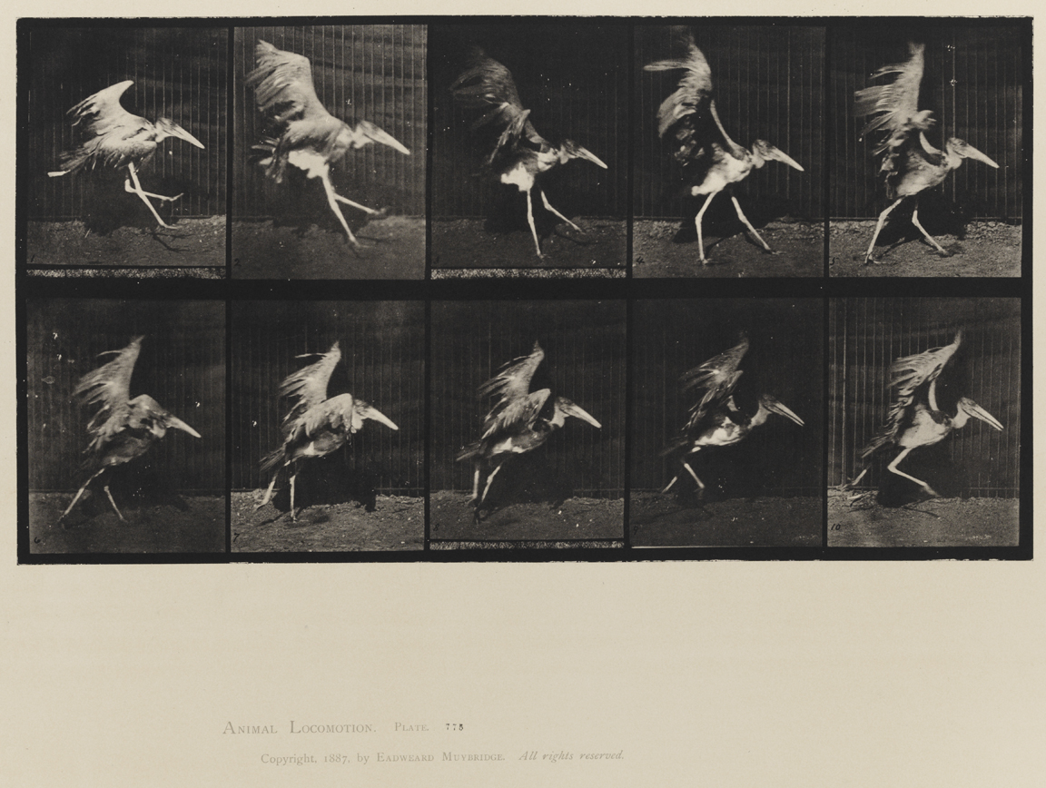 Animal Locomotion, Volume XI, Wild Animals and Birds. Plate 775