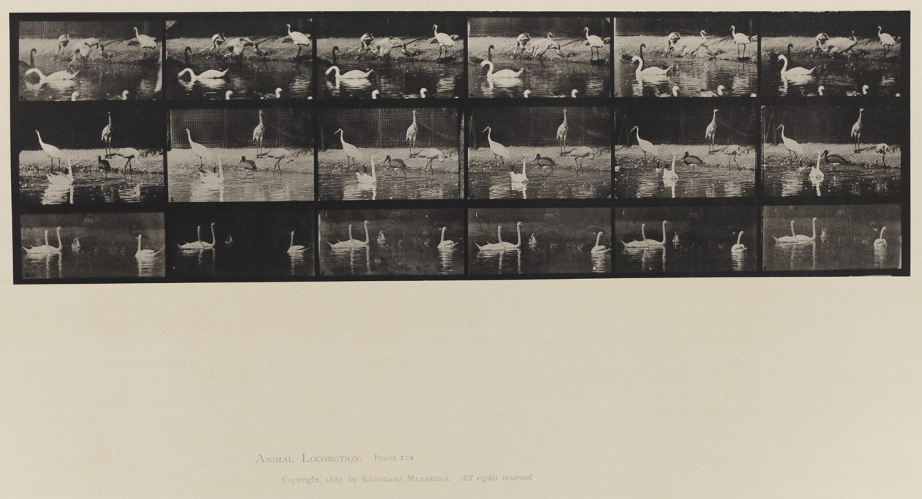 Animal Locomotion, Volume XI, Wild Animals and Birds. Plate 776