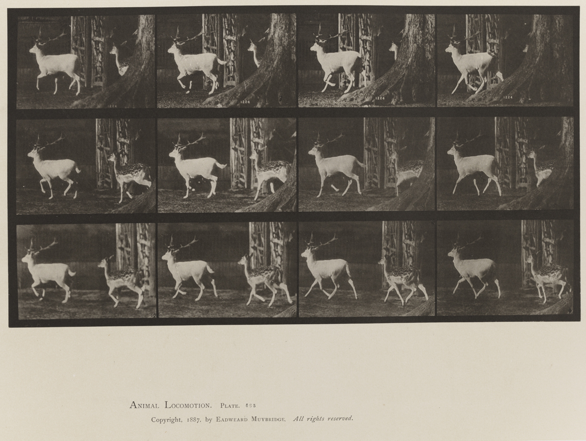 Animal Locomotion, Volume XI, Wild Animals and Birds. Plate 685