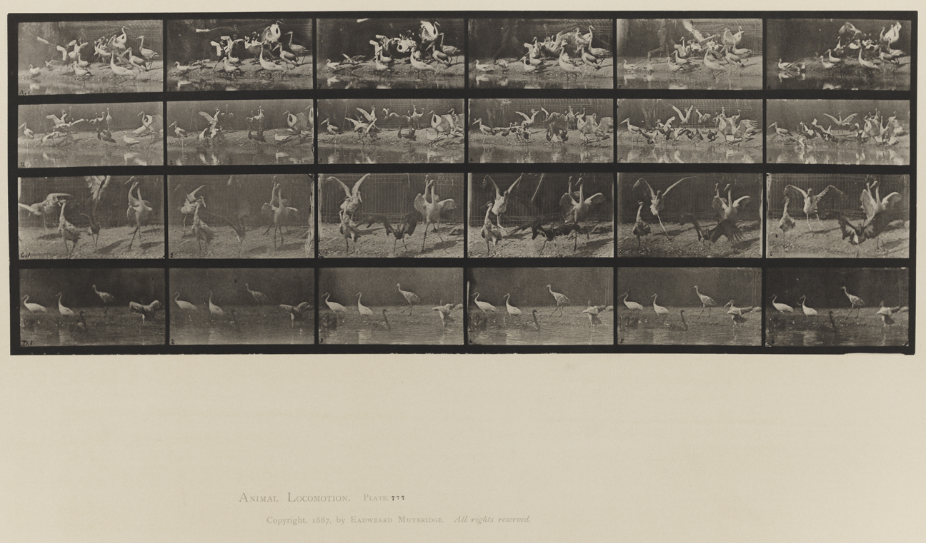 Animal Locomotion, Volume XI, Wild Animals and Birds. Plate 777