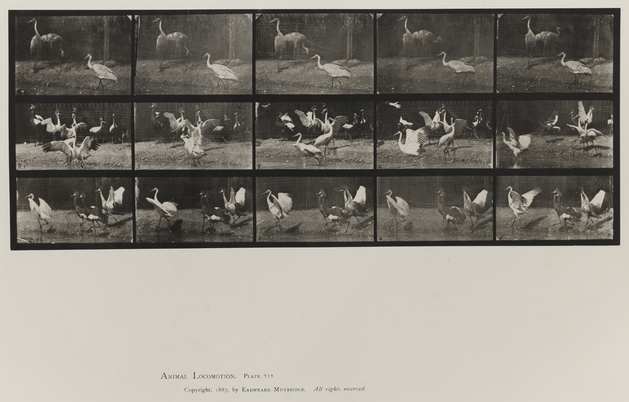 Animal Locomotion, Volume XI, Wild Animals and Birds. Plate 778