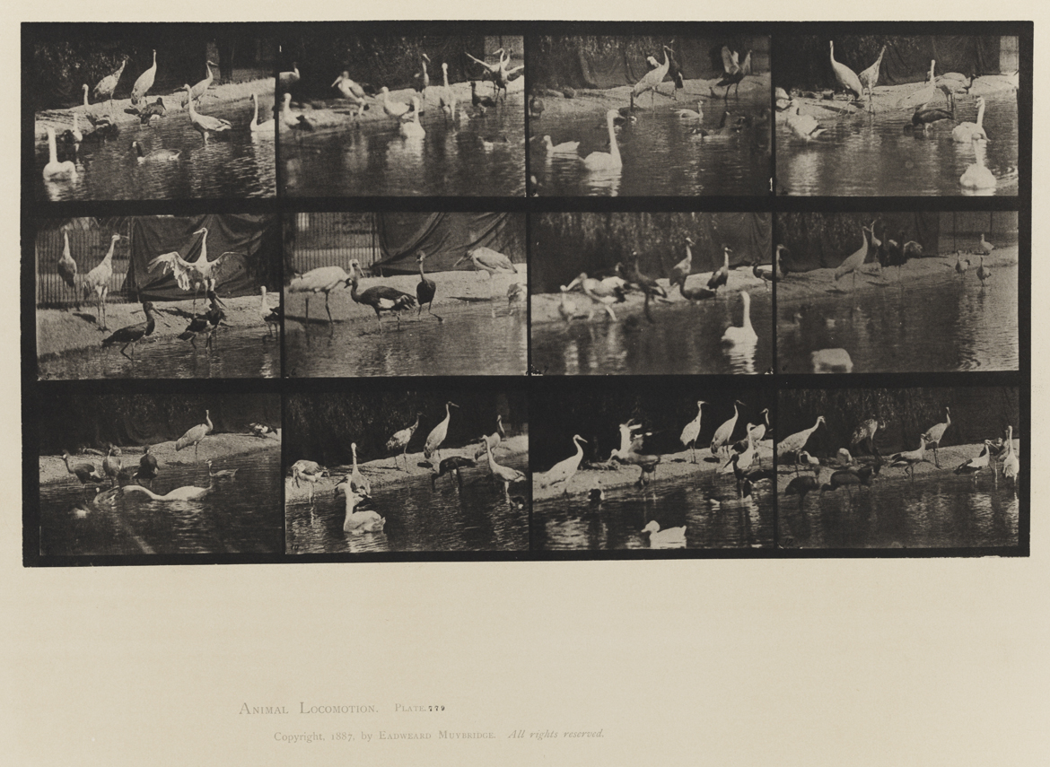 Animal Locomotion, Volume XI, Wild Animals and Birds. Plate 779