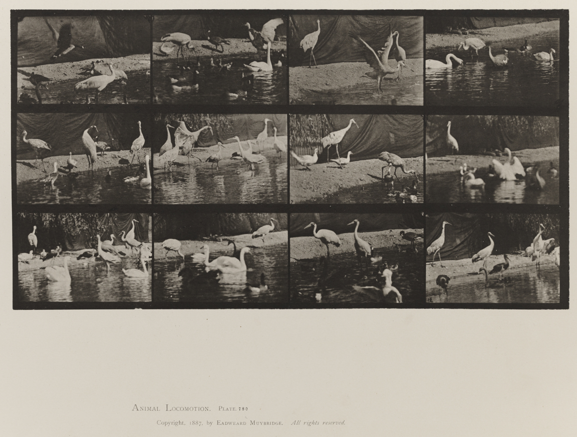 Animal Locomotion, Volume XI, Wild Animals and Birds. Plate 780