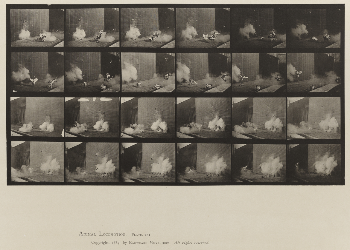 Animal Locomotion, Volume XI, Wild Animals and Birds. Plate 781