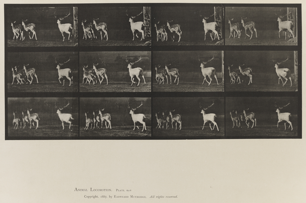 Animal Locomotion, Volume XI, Wild Animals and Birds. Plate 687