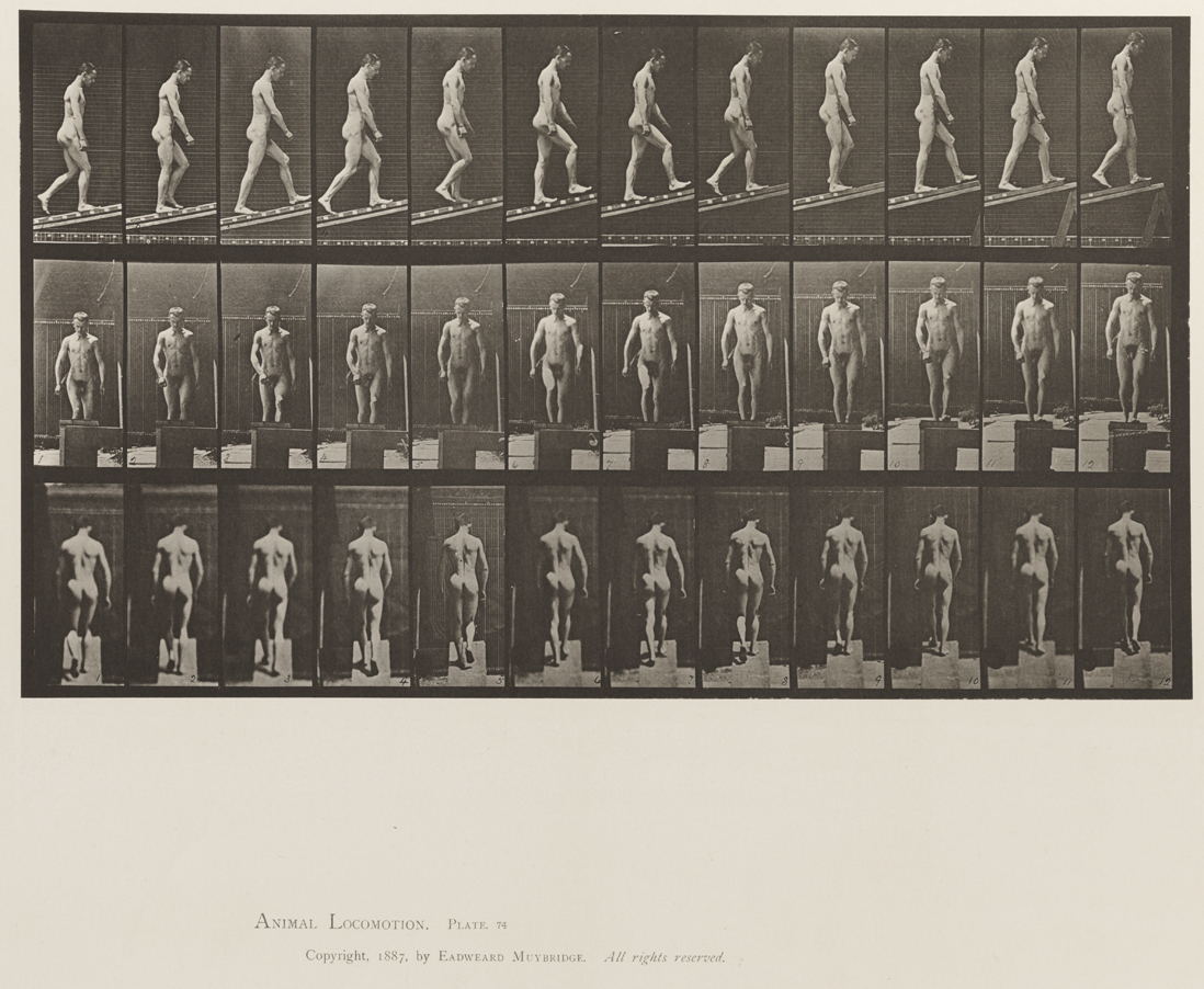 Animal Locomotion, Volume XII, Miscellaneous. Plate 74