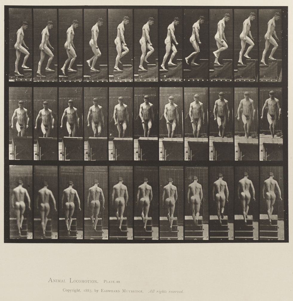Animal Locomotion, Volume XII, Miscellaneous. Plate 88