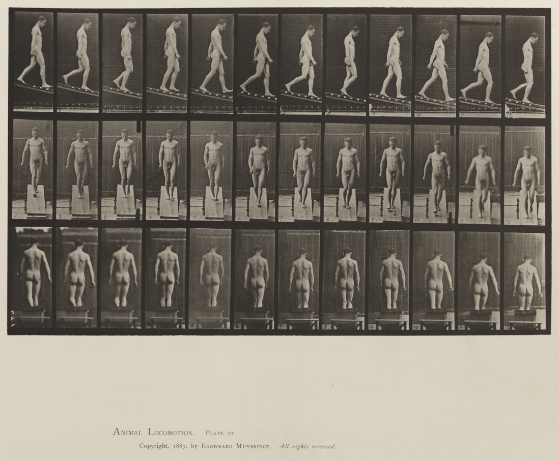 Animal Locomotion, Volume XII, Miscellaneous. Plate 114