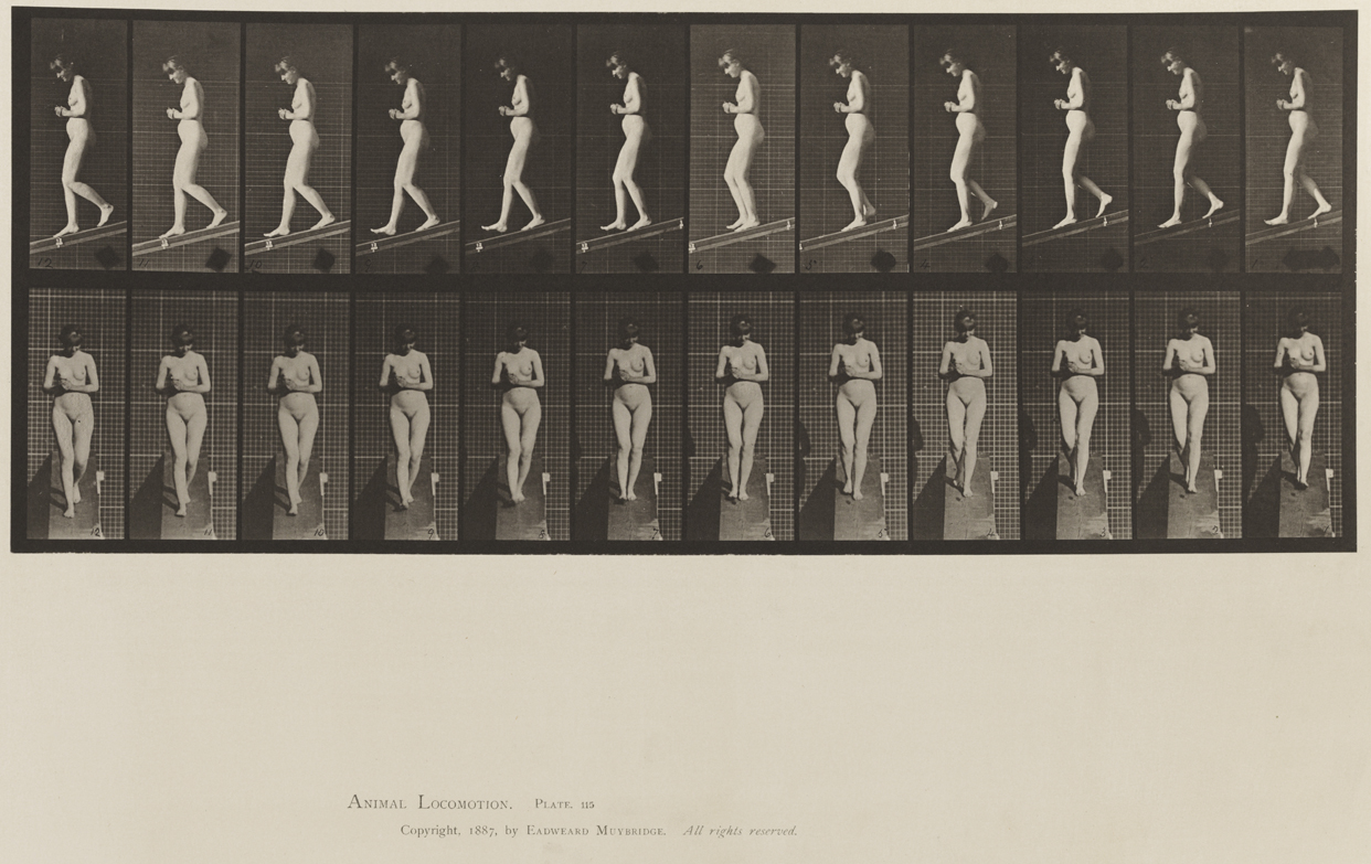 Animal Locomotion, Volume XII, Miscellaneous. Plate 115