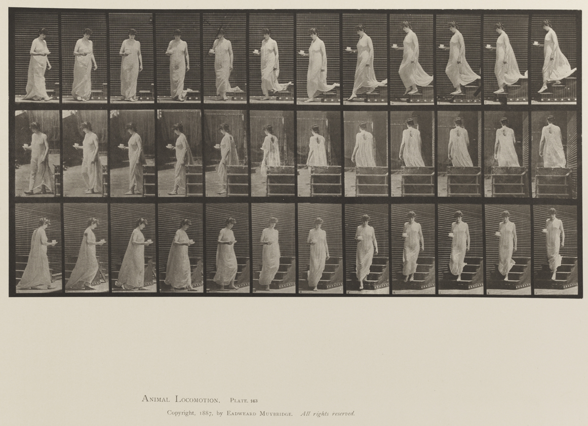 Animal Locomotion, Volume XII, Miscellaneous. Plate 143