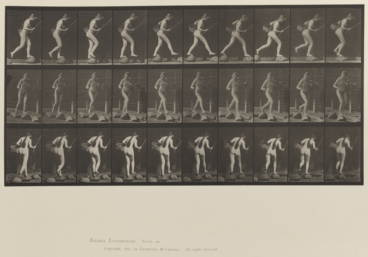 Animal Locomotion, Volume XII, Miscellaneous. Plate 177