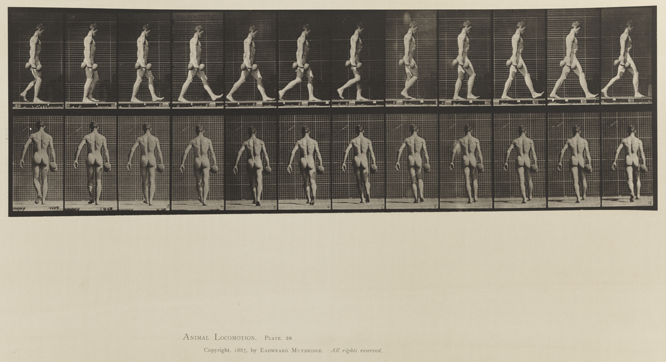 Animal Locomotion, Volume XII, Miscellaneous. Plate 28