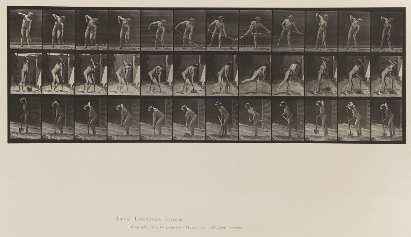 Animal Locomotion, Volume XII, Miscellaneous. Plate 387