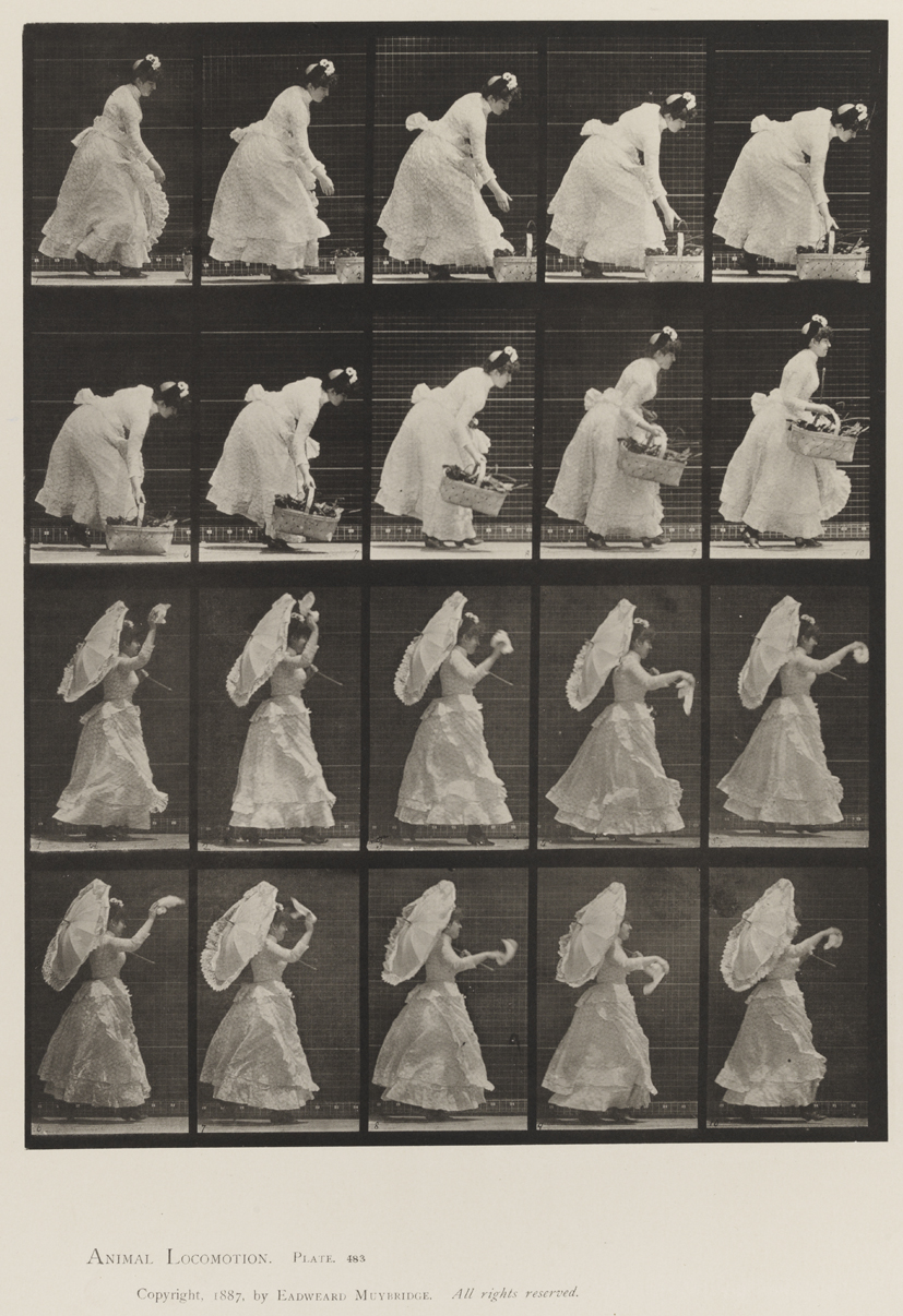 Animal Locomotion, Volume XII, Miscellaneous. Plate 483