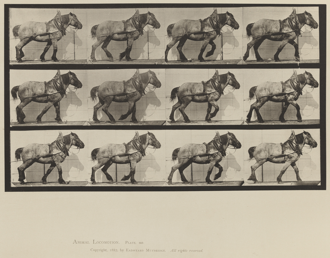 Animal Locomotion, Volume XII, Miscellaneous. Plate 565