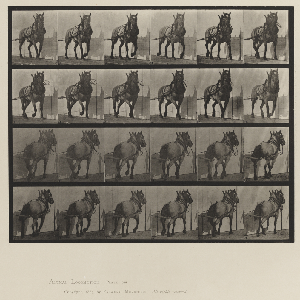 Animal Locomotion, Volume XII, Miscellaneous. Plate 568