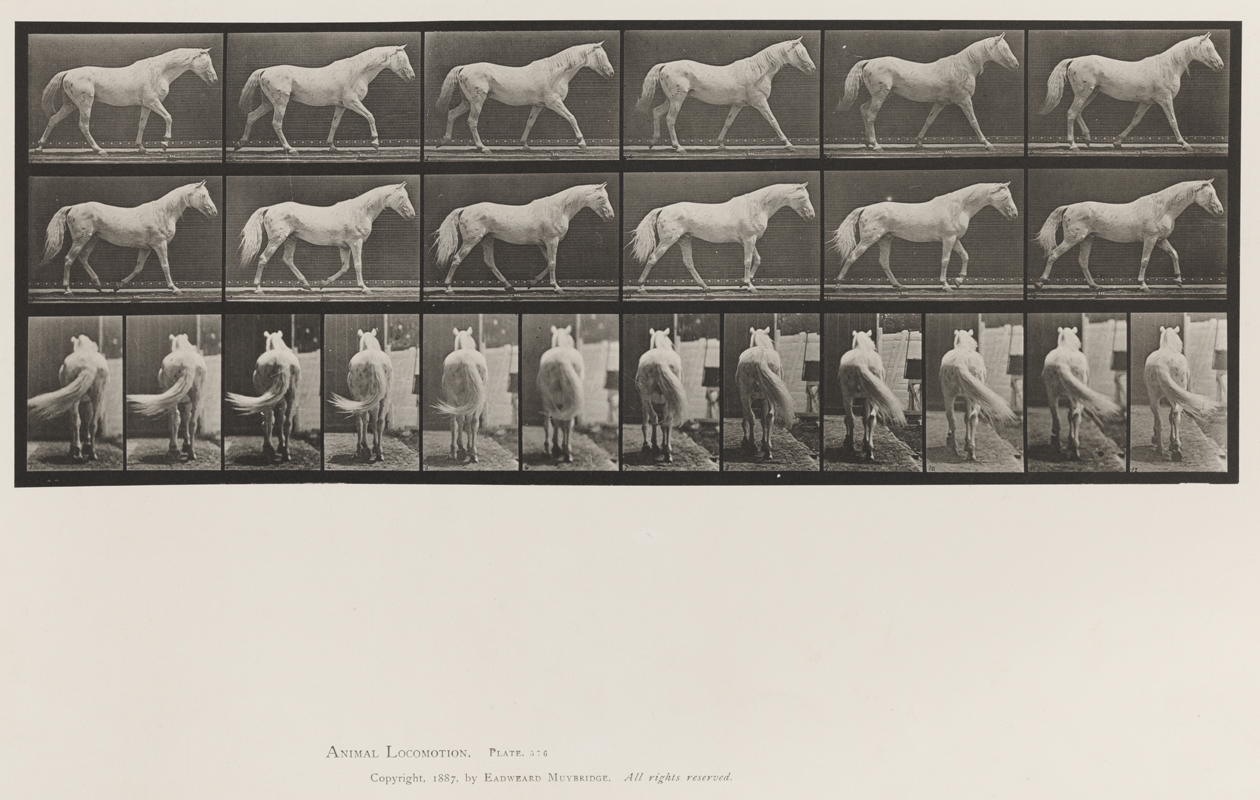 Animal Locomotion, Volume XII, Miscellaneous. Plate 576
