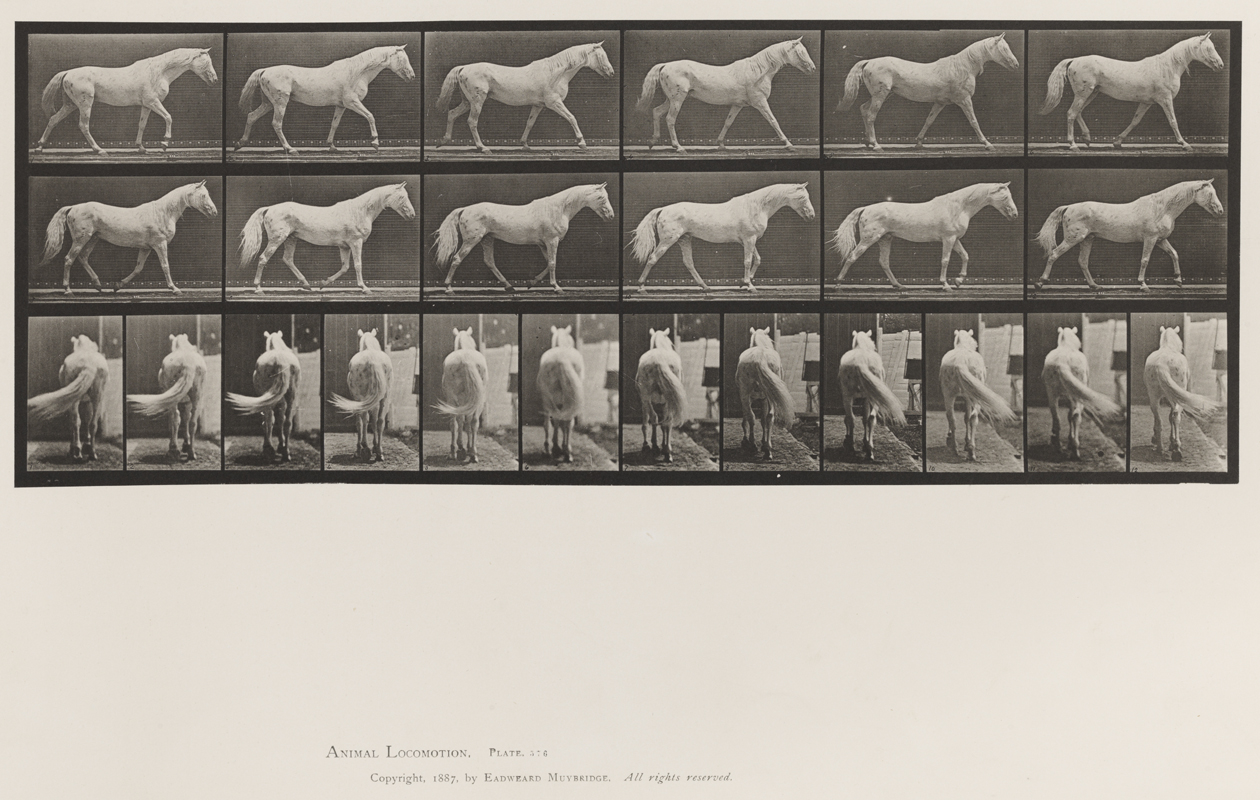 Animal Locomotion, Volume XII, Miscellaneous. Plate 576